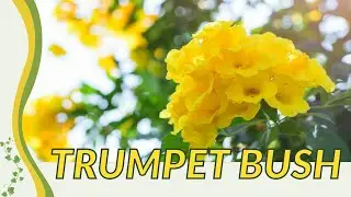 Growing and Caring For TRUMPET BUSH! (Tecoma stans)