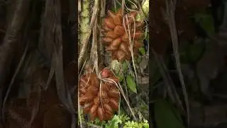 🌿DISCOVER 3 RARE & EXOTIC FRUITS FROM CHINA!🍋🐍From GIANT CITRONS to SNAKE-LIKE FRUITS#trending​