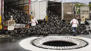 Releasing Millions of Rat Killers in New York No Longer Seems Like a Joke
