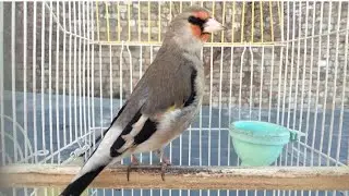 Your Gold Finch Birds Training Song In This Video