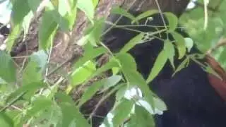Greater Coucal (Centropus sinensis)  calls