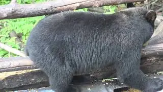 YOUTH HUNTER SHOOTS RECORD BOOK MANITOBA BLACK BEAR WITH BOW