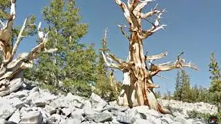 Wheeler Peak Bristlecone Pine Grove (Great Basin NP)