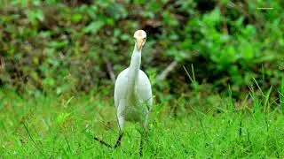 Intermediate egret, Cattle egret, Indian pond heron birds #birds 