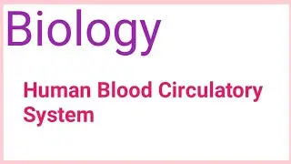 Human circulatory system #biology #humancirculatorysystem