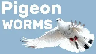 Worms in Pigeons - Pigeon Health Episode #5