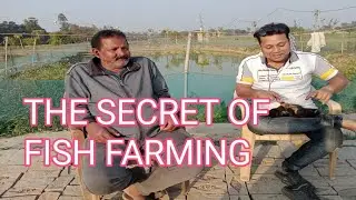 THE SECRET OF FISH FARMING