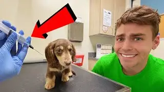 ПЕРВЫЙ ВИЗИТ ЩЕНКА К ВЕТЕРИНАРУ 😱 (ОН ЗАПЛАКАЛ!)