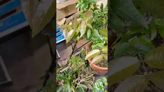 Grafted Jaboticaba is pushing new shoots indoor #plinia #jaboticaba #treegrafting #tropicalfruits