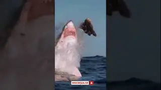 Pulo monstruoso de um Tubar&atilde;o branco #shorts