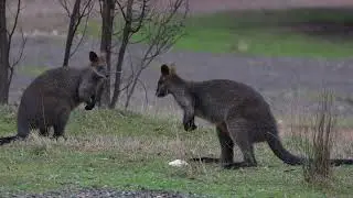 Swamp Wallabies.