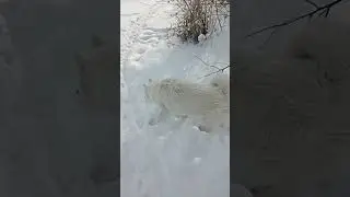 К лету шубку поменяю и буду худенькая 🤭 #dog #snow #winter #fun