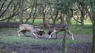 Twee damherten strijden om de dominantie.