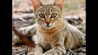 African Wildcat - Healthy Predatory Hunting Behavior In the Wild