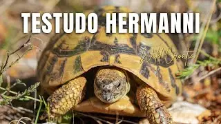 Hermann's tortoise (Testudo hermanni)