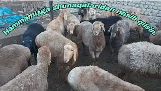 AROVONGA BISHKEKDAN ARASHANLAR KELDI.