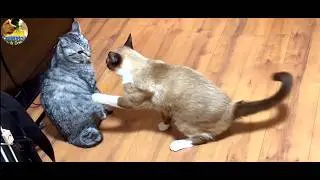Funniest Cats and Dogs Videos 2026 😂 | Non-Stop Cute & Funny Pets