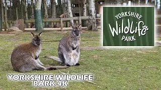 Yorkshire Wildlife Park Review- March 2022 - 4k