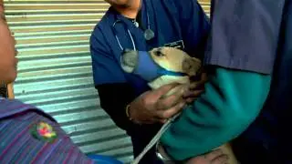 Vets Without Borders - Webisode #1