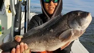 HUGE Blackfish off a Rockpile! - Tautog Fishing the Back Bay