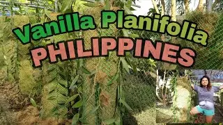 How to plant Vanilla Planifolia in the Philippines | Greenhouse for planting vanilla planifolia PH