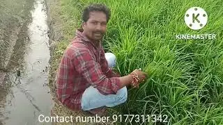 Vestige Agri granules products results 50to100 pelakalu 9177311342