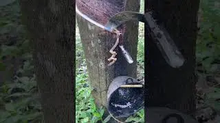 Asmr rubber tapping #rubberfarming #satisfying #rubbertapping #rubbertree #asmrwood