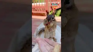 [Rocket, the Dangerously Adorable Chipmunk.] #shorts #rocketchippy #chipmunk #cuteanimals