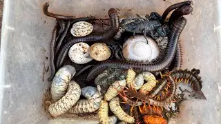 💥🇺🇸 Unbelievable Catching Big Maggots ,Centipede Scorpio and released them to habitat