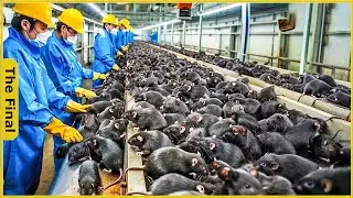 How Australia&rsquo;s Rat Meat Factory Handles Millions of Rats Efficiently - Rat Meat Processing Factory