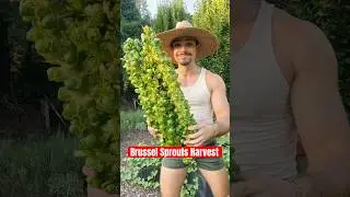 My BRUSSELS 😭🥬✨#garden #farm #harvest
