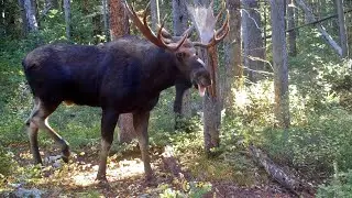 Wildlife at Bear Rub Tree, Montana