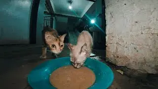 Feeding Stray Cats at the Local Market | 266 Quiet Cat Moments with English Subtitles