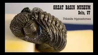 Trilobite Hypostomes