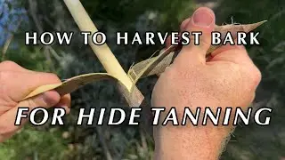 How to harvest willow bark for tanning