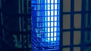 Bug carnage live now! #bugzapper #asmr #insectcontrol