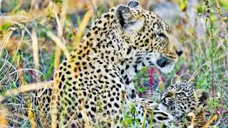 Mother Leopard Calls For Lost Cub