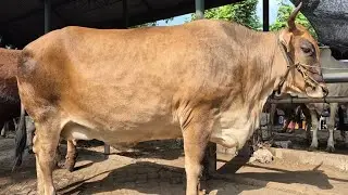 16.500‼️HAMIL 6 BLN TINGGAL BERANAK HARGA MURAH | Pasar Sapi Tuban