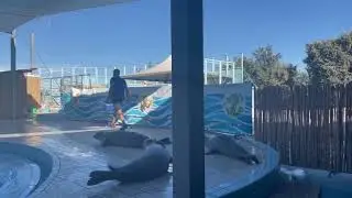 Sea lion show in Italy then off to see the dolphins 5 miles out to sea 