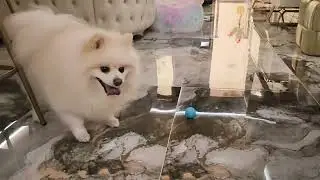 Snowby is happily playing HIS new smart ball.#pomeranian #petlover #puppy
