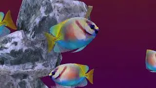 Fish Farm 3 Reef Aquarium Lv 163 Two Barred Rabbitfish