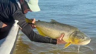 Uma pescaria de DOURADOS NO FLY pra ficar na mem&oacute;ria! Dorados On The Fly | Itaibat&eacute;