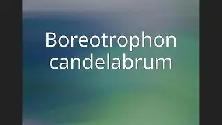Boreotrophon candelabrum