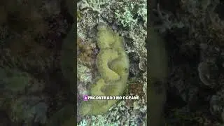 Molusco Gigante #tridacnagigas #curiosidades #zoologia #biologia