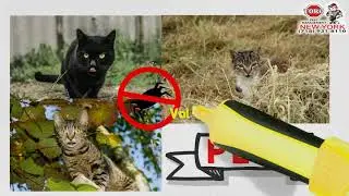 Spider Control in Bronx, NY -  Pest Control in Bronx, NY