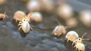 Collembola or Springtails.