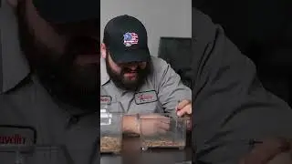 Scorpion Aggression No One Talks About