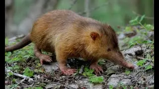 The Hispaniolan Solenodon