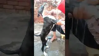 aaj hum nahaile bani shampoo se🐕😂funny dog video🐶🤣Dog ll Dog videos ll Desi pet zone #shorts #funny