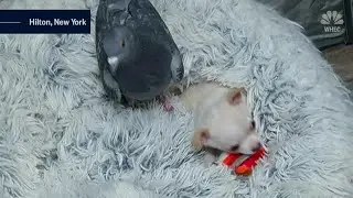 Unlikely Friends: Pigeon & Chihuahua Form Amazing Bond